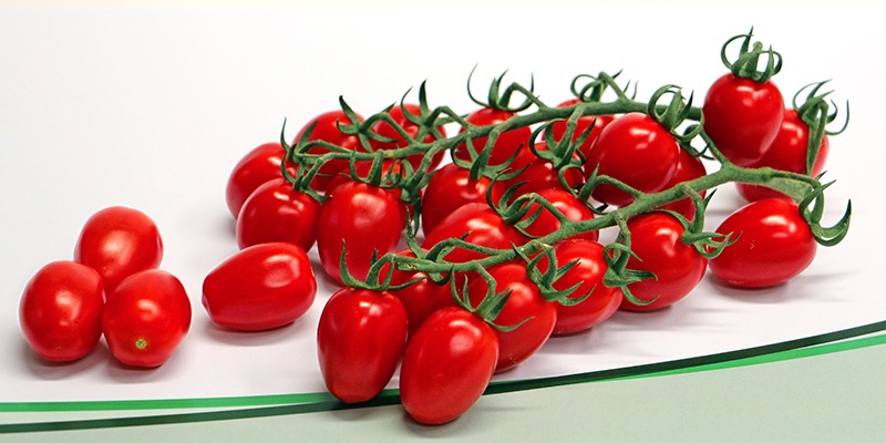 Lechner Mini-Roma-Tomaten