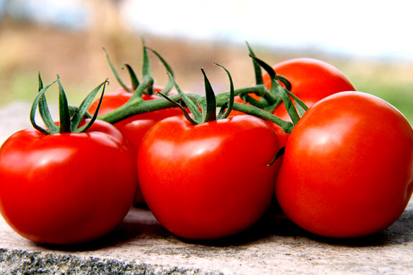 Lechner Tomaten